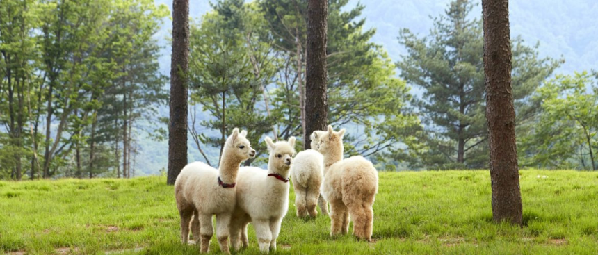 춘천 &lsquo;알파카월드&rsquo;