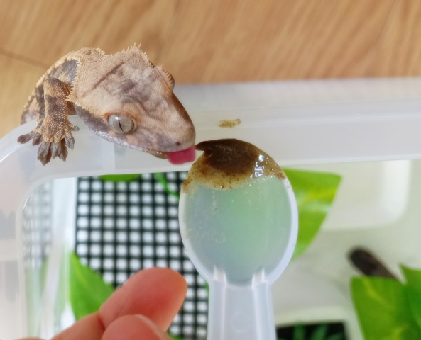 크레스티드 게코 키우기의 재미 (크레, "너로 정했다")