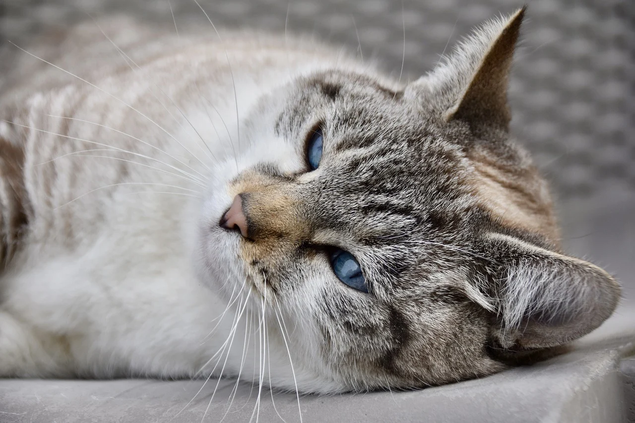 수의사 상담 전 꼭 준비해야 할 질문 리스트