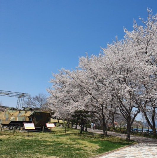 벚꽃 개화시기 2023