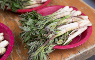 두릅 채취 시기 및 6가지 효능 (+ 요리 장아찌 만드는 법 보관법)