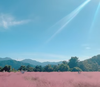포천 허브아일랜드-핑크뮬리