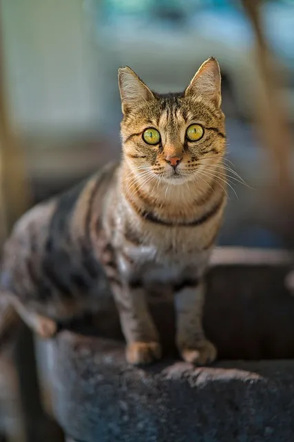 페르시안 고양이 유전병_8