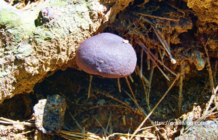 버섯 21