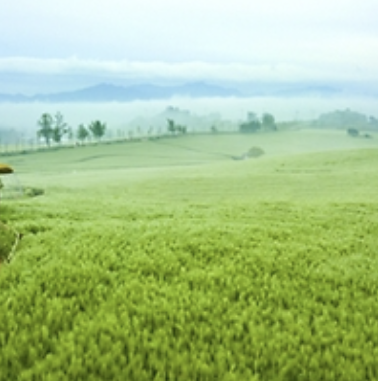 2025 고창 청보리밭 축제