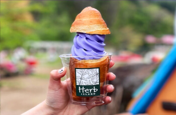 허브아일랜드 라벤더 축제 빵빠레