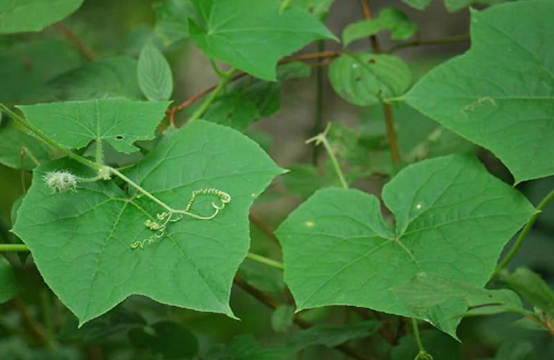 생태계교란식물