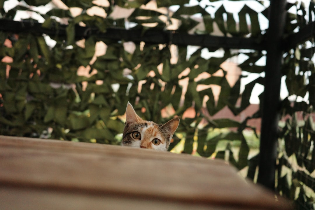 Stalking