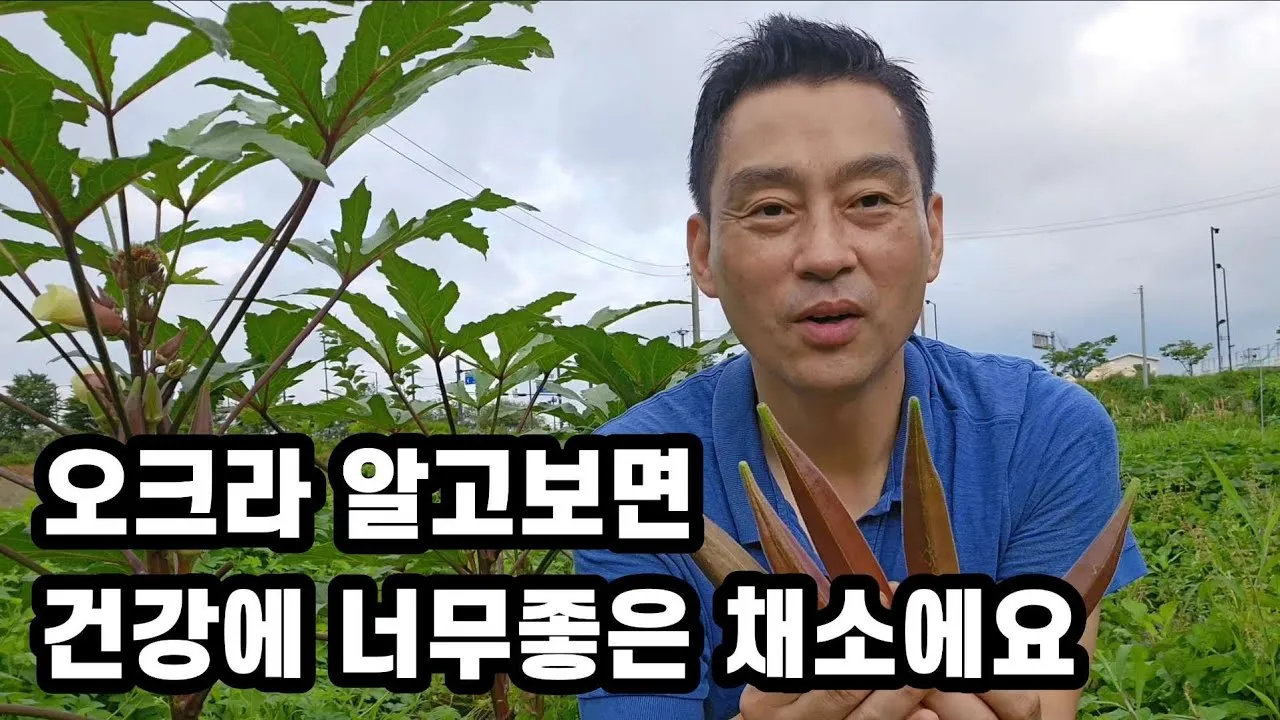 오크라 재배 파종 깊이 따뜻한 흙 물주기 요령_5