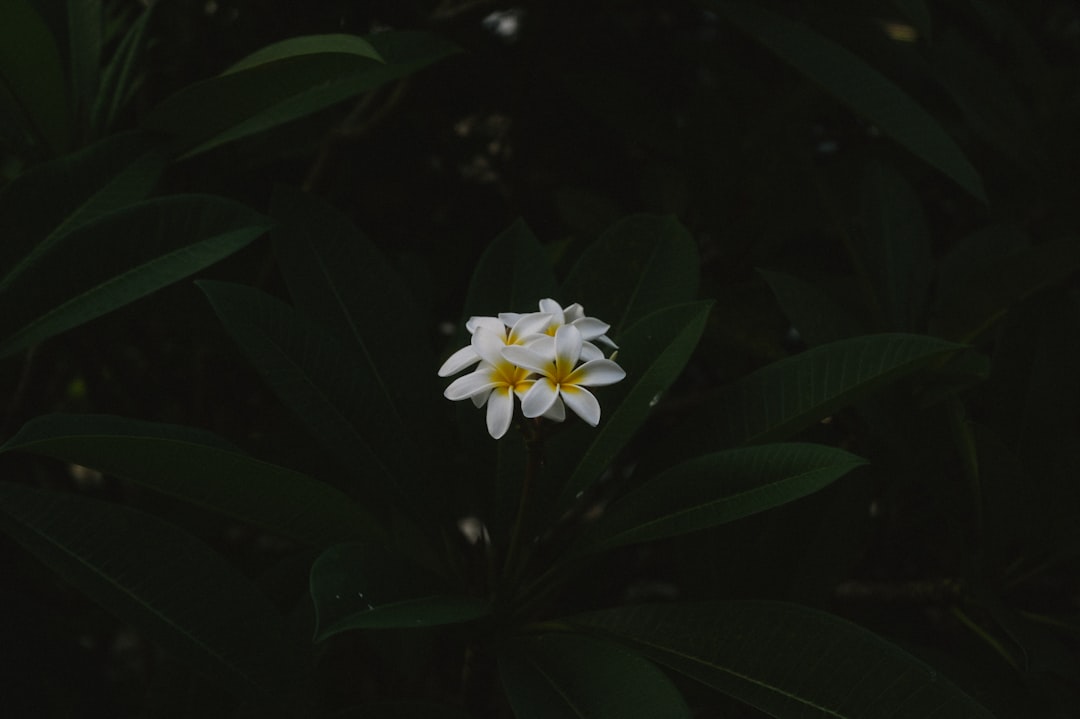 Saju
