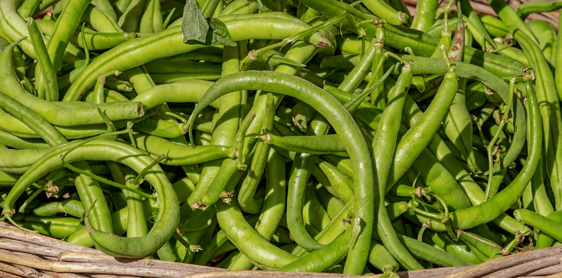 바구니에 담겨 있는 콩