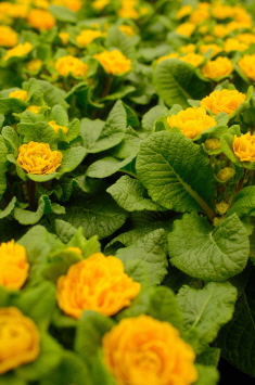 영취산 진달래 축제