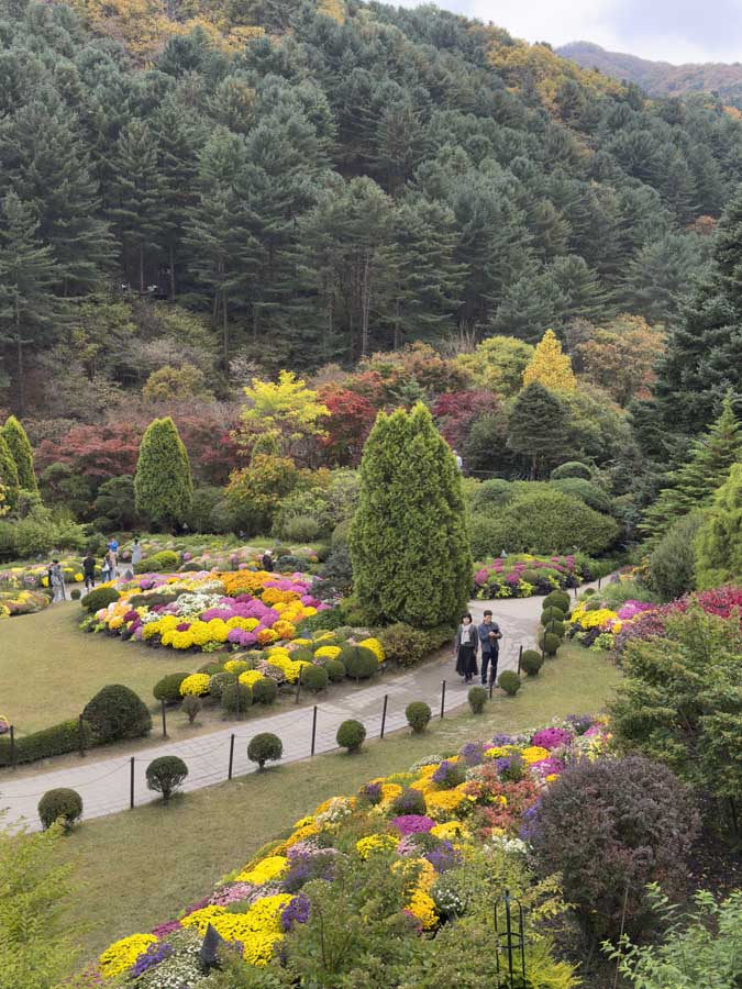 가을빛 가득한 아침고요수목원, 사진으로 담은 정원의 계절