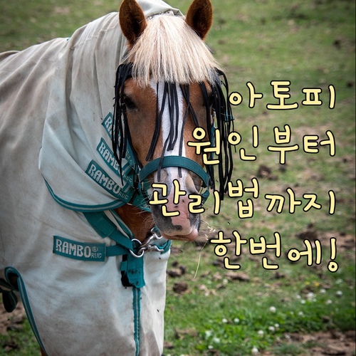 아토피 피부염 원인부터 치료, 생활 ..