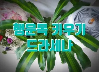 드라세나 키우기 물주기 가지치기 번식방법 흙배합 가이드_8