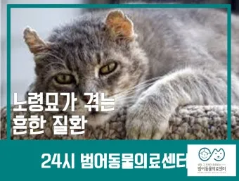  노령묘 질병 습식 사료_7