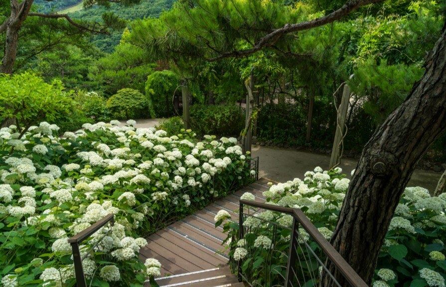 화담숲-계단수국들