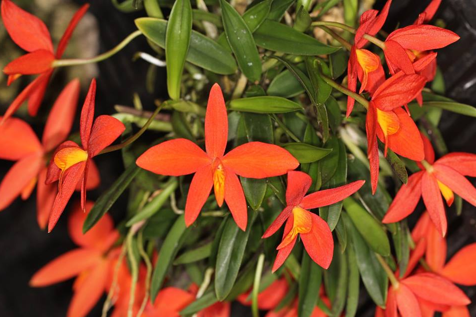 Cattleya acuensis 꽃 사진