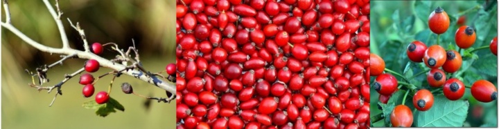 붉은색의로즈힙