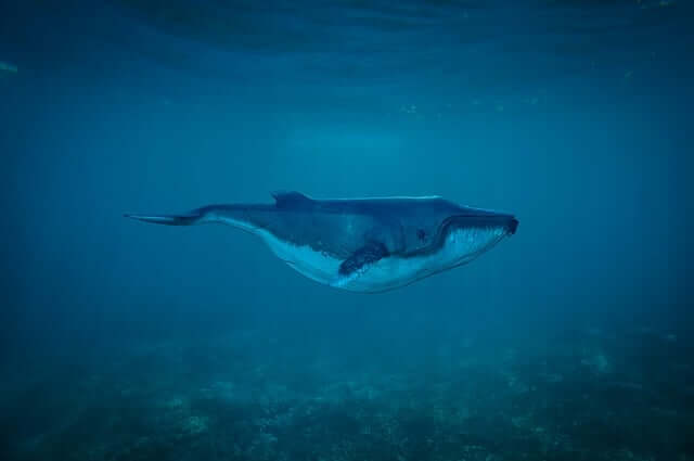 고래-나오는-꿈-해몽