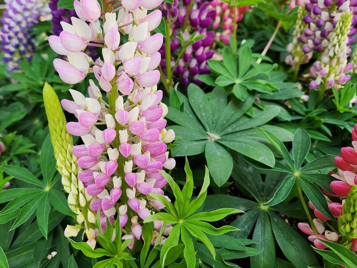 루피너스 Lupinus