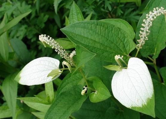 삼백초 추출물 효능