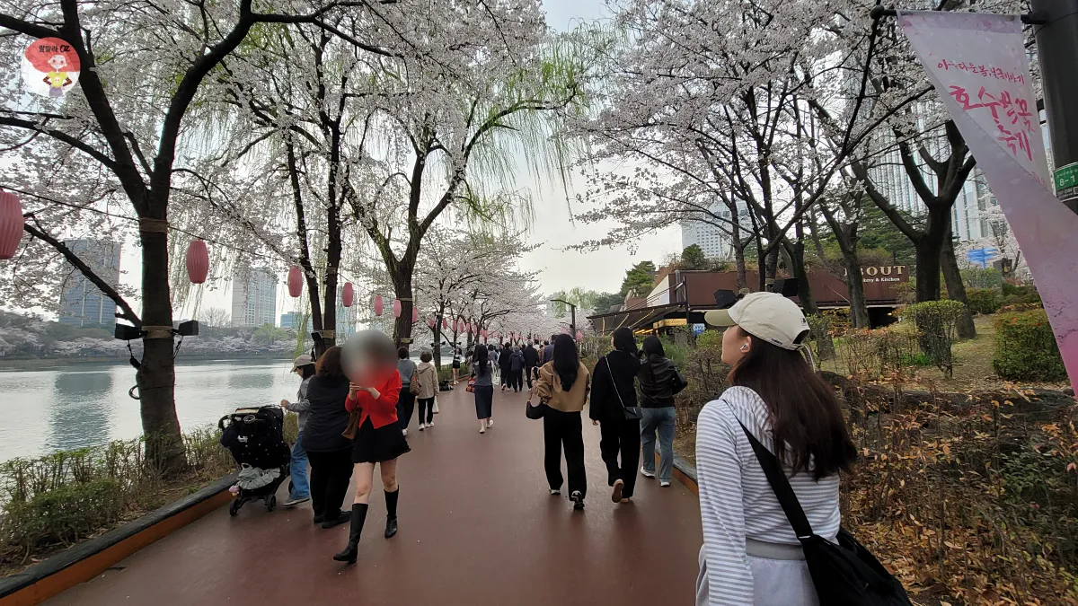 People walking under cherry blossoms at Seokchon Lake festival