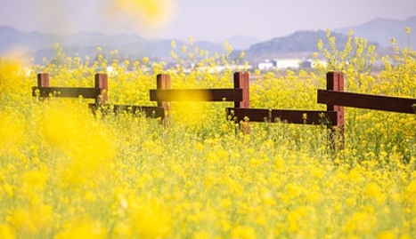 유채꽃 개화시기