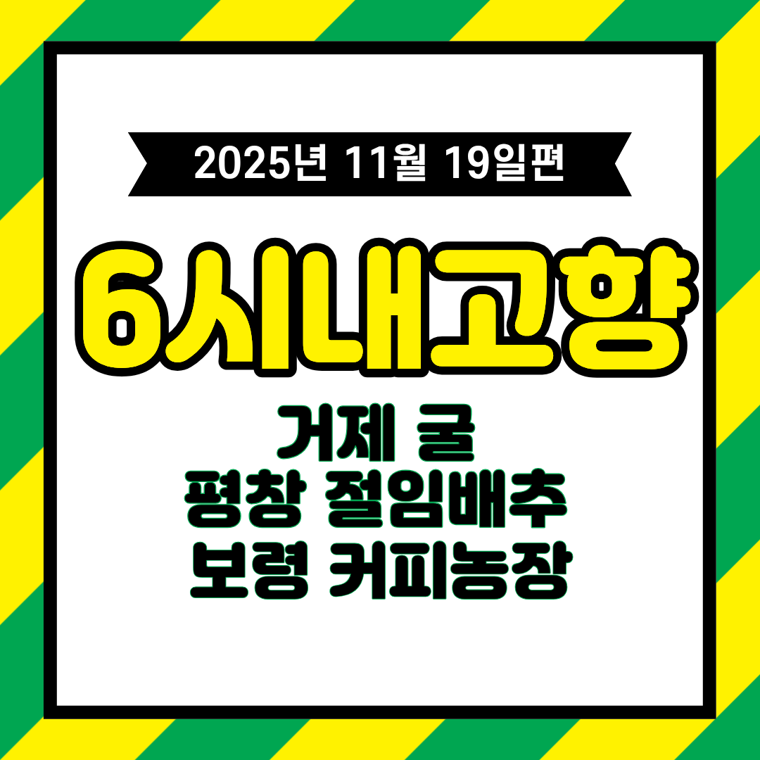 6시 내고향 11월 19일 방송 정리 &ndash; 거제 굴 &middot; 평창 절임 배추 &middot; 보령 커피 체험 농장