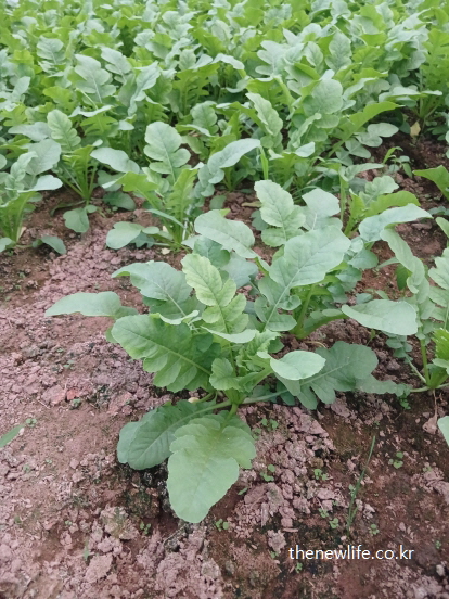 다이어트와 복부비만 관리에 도움이 되는 신선한 열무 한 포기의 모습