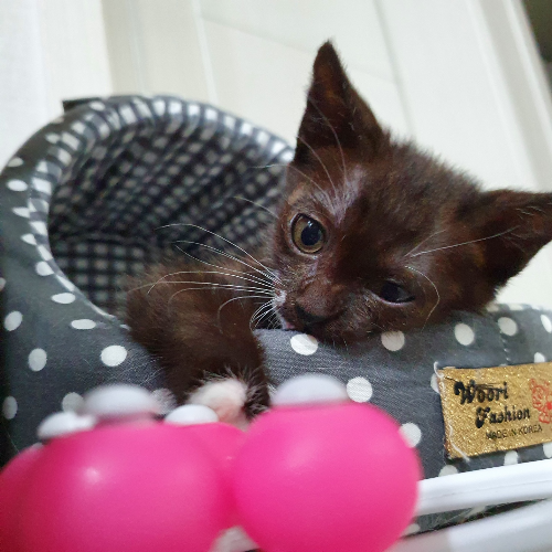 누워있는-아기고양이