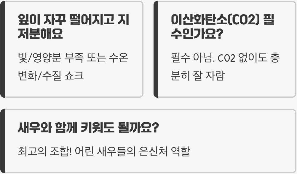 검정말 키우기 A to Z (어항, 조명, 비료 관리)