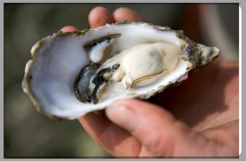 12월 제철 해산물