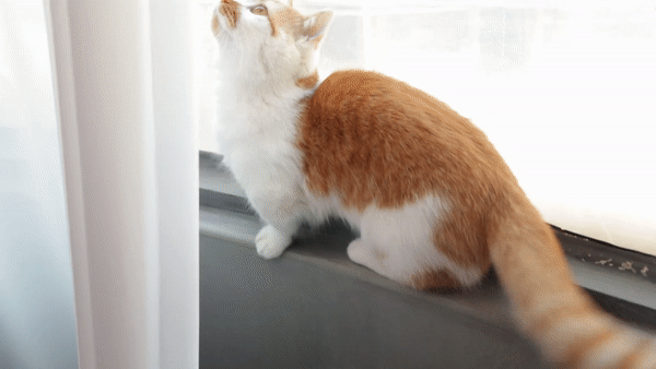 먼치킨숏레그