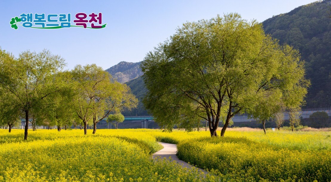 옥천 유채꽃입니다.