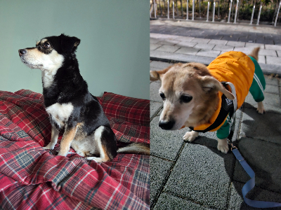 귀여운 나의반려견 뭉치와토리