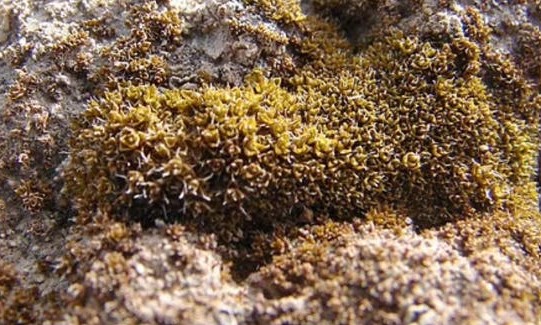 이끼 신트리키아 카니네르비스