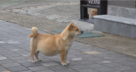 TV 동물농장 방울이