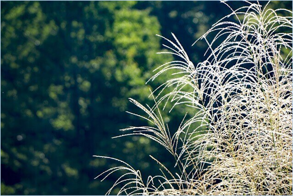 황매산-억새축제