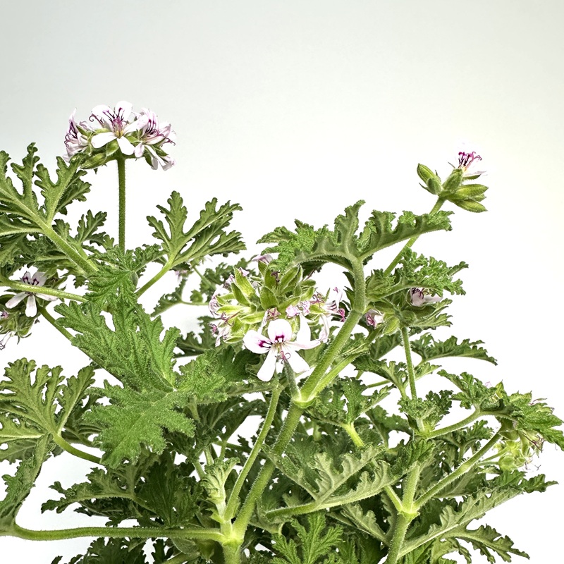 로즈 제라늄 구문초 키우기 물주기