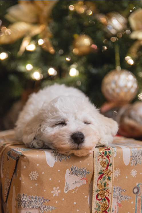 크리스마스 배경화면