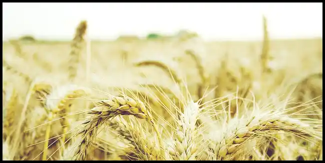 파로 곡물 효능 및 부작용과 먹는 법