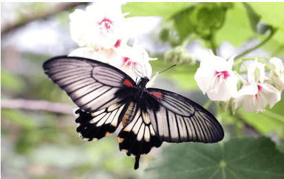 함평 나비축제 기간 및 입장료