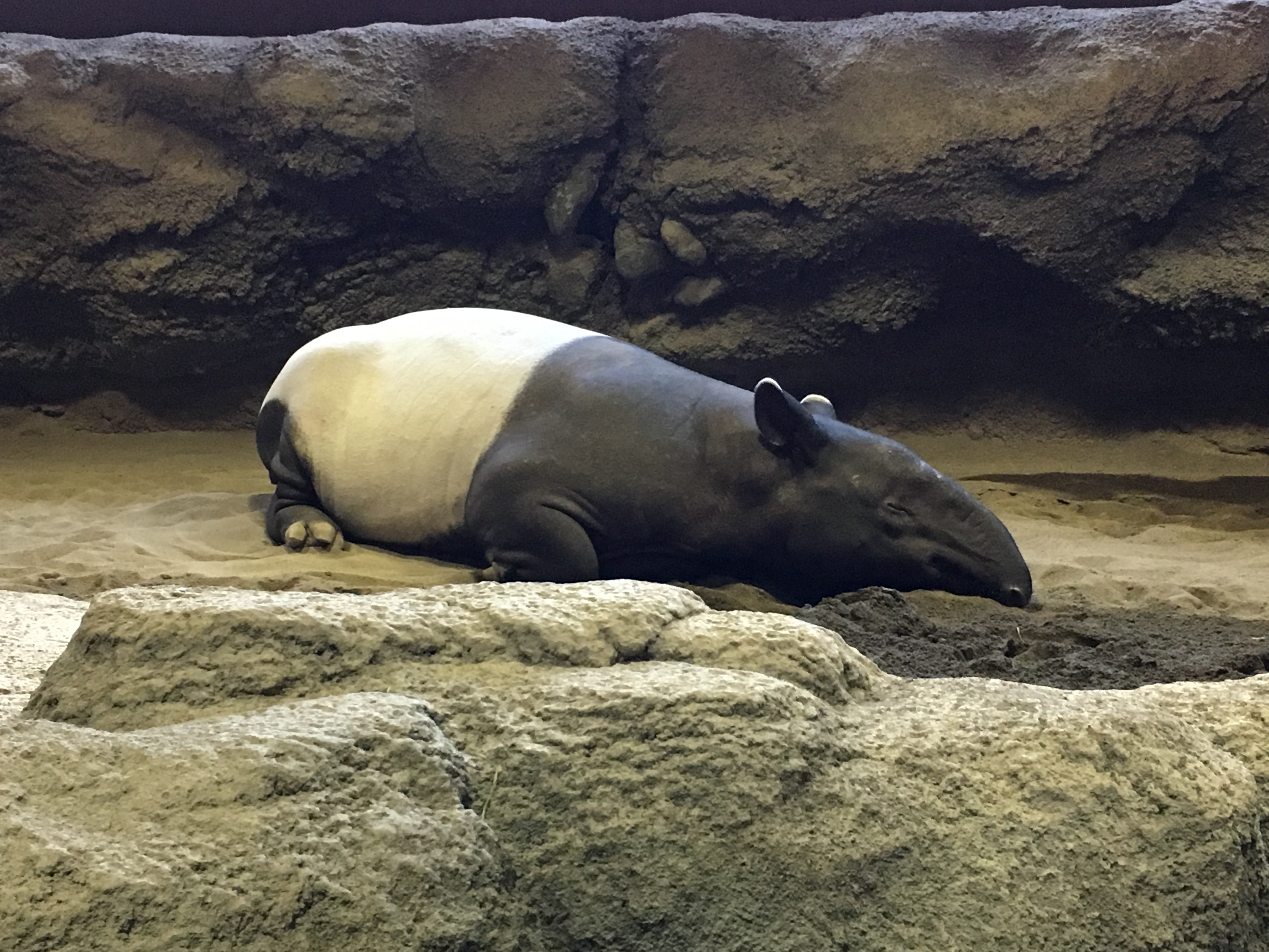 아사히야마-동물원의-동물