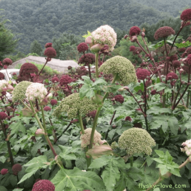여성을 위한 묘약 참당귀