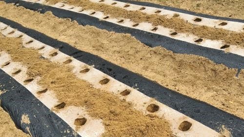 감자재배-감자-휴면특성-휴면타파