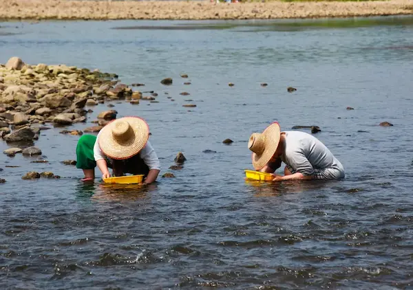 다슬기(올갱이) 효능, 삶는 방법 끓이는 법 가격 파는 곳 모두 알아보기