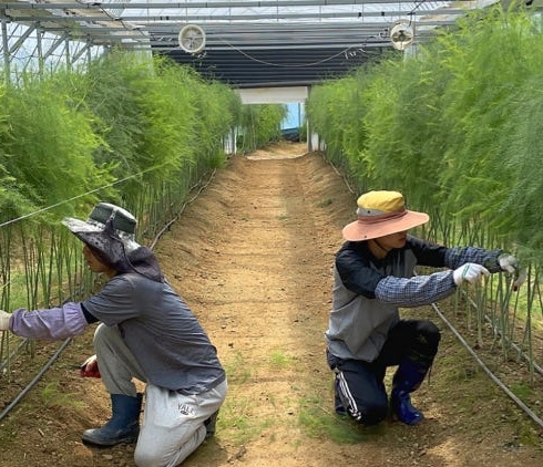 6시내고향 경북김천 아스파라거스 건강딱농장 주문방법 아스파라거스효능및부작용보관방법