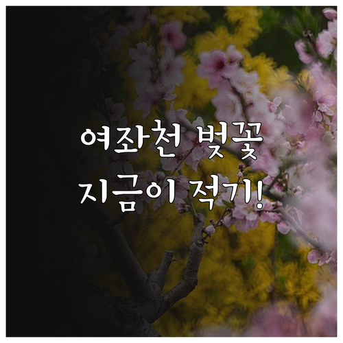 진해 여좌천 로망스다리 벚꽃 개화일과..