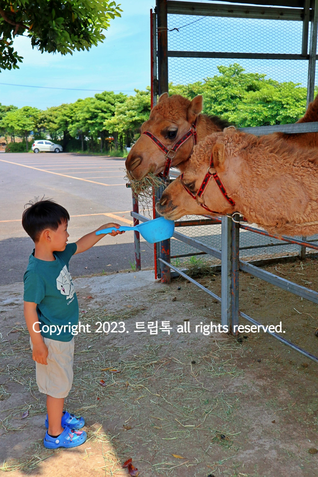 하늘색 바가지에 먹이를 주니 2마리 낙타가 먹는다.